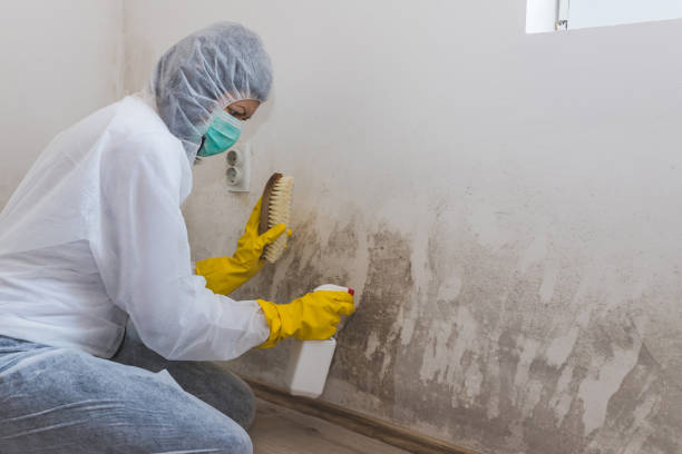 Best Home Mold Removal  in Central City, IA