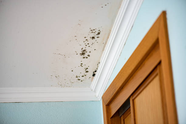 Best Mold Damage Repair  in Central City, IA
