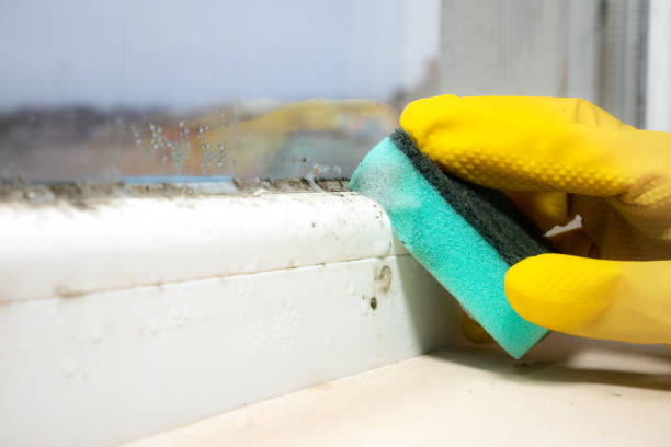 Mold Testing and Removal in Central City, IA