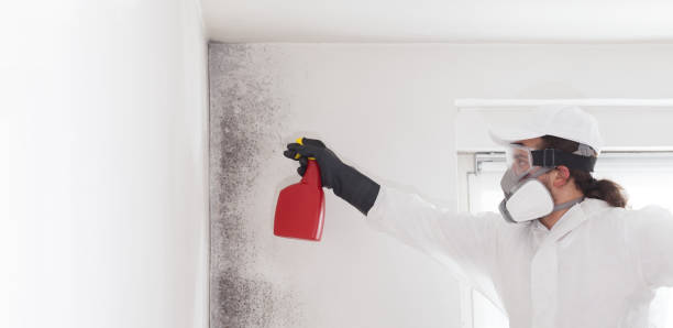 Mold Testing and Removal in Central City, IA