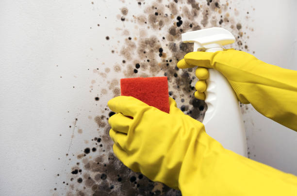 Best Mold Removal Company Near Me  in Central City, IA