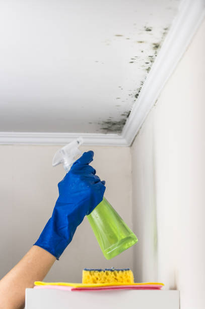 Best Local Mold Removal Service  in Central City, IA