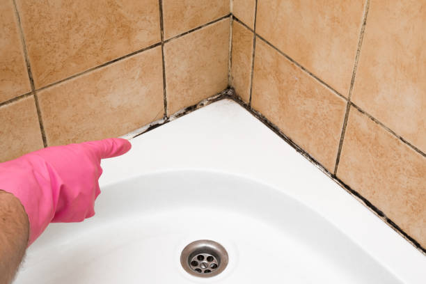 Best Commercial Mold Removal  in Central City, IA