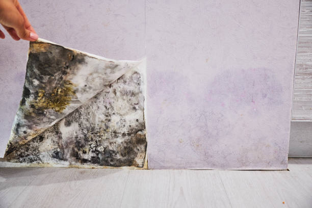 Best Mold Removal Company Near Me  in Central City, IA